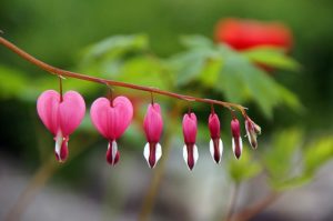 homeopathy surge becaus epeople love it - bleeding heart plant