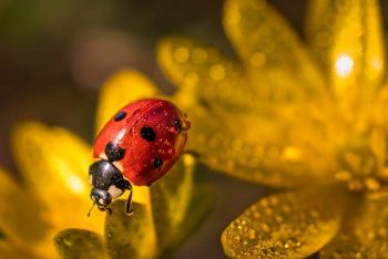 agrohomeopathy remedies act like pesticides