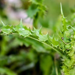 homeopathy for plants and garden can help weed control