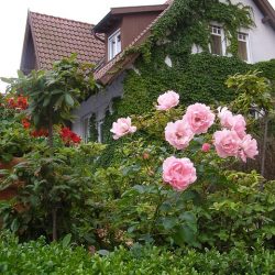 Homeopathy for Garden
