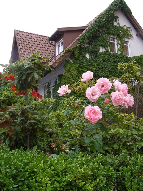 Homeopathy for plants and Garden