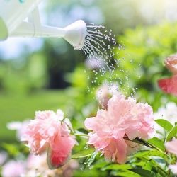 homeopathy in agriculture